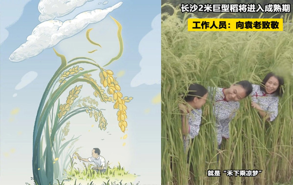 致敬袁隆平:長(zhǎng)沙種出2米高巨型稻，禾下乘涼不是夢(mèng) .jpg